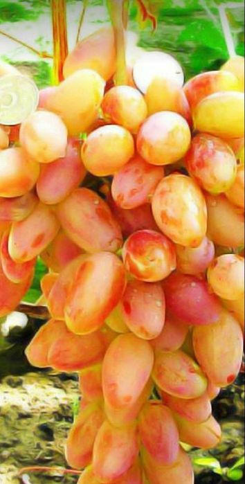 Vita de vie de masa farà samburi