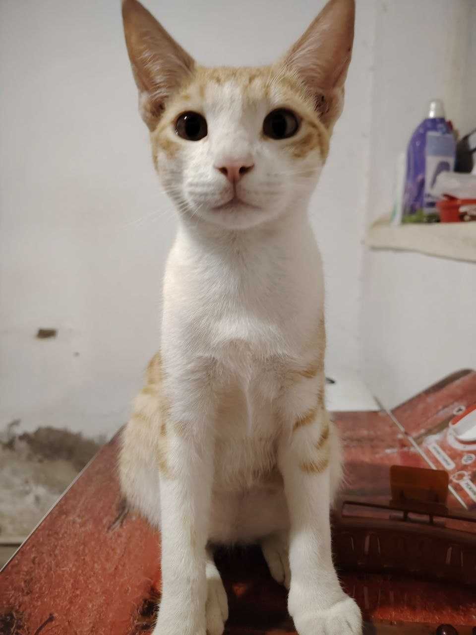 2 oylik mushukchalar mehribon qo‘llarga beriladi.