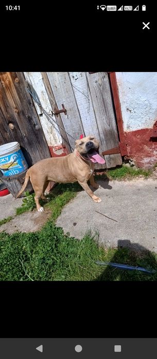 Vând sau schimb cu capre