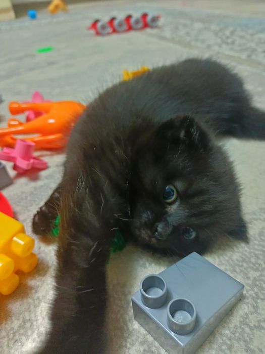 Продам котенка Шотландка 10000