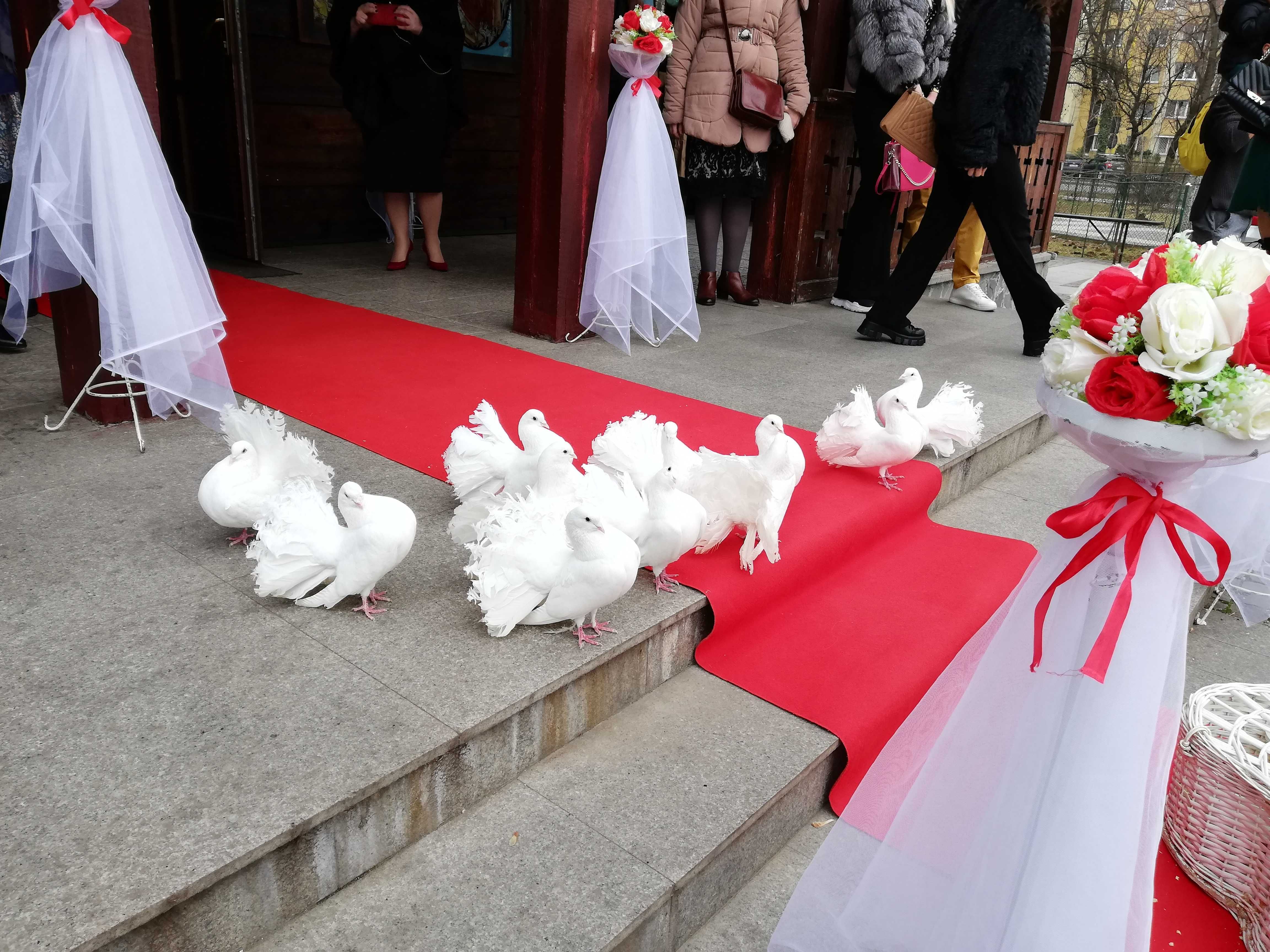 Porumbei nunta Bucuresti
