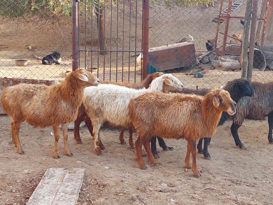 Қойлар  жеп тұрған бойдақ сатылады