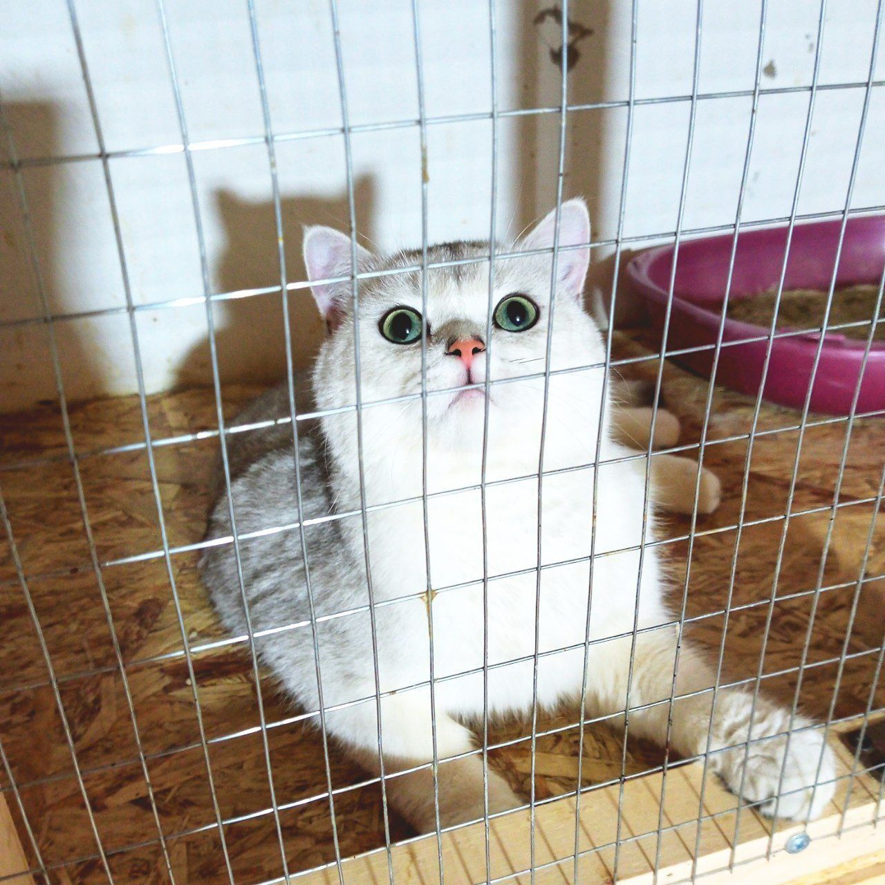 ВЯЗКА  Серебристый кот шиншилла