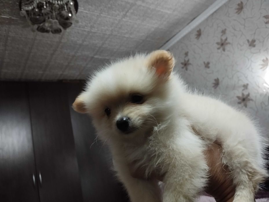 Щенок породы Шпиц