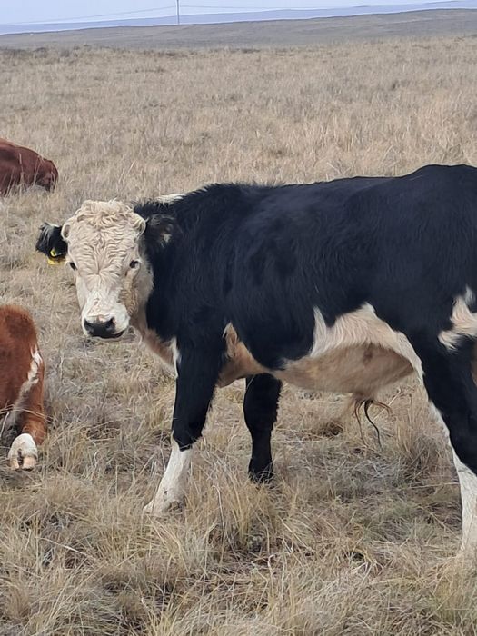 Бычки полтарашки