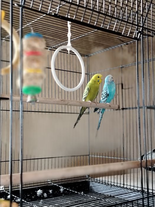 Попугай сеткасымен