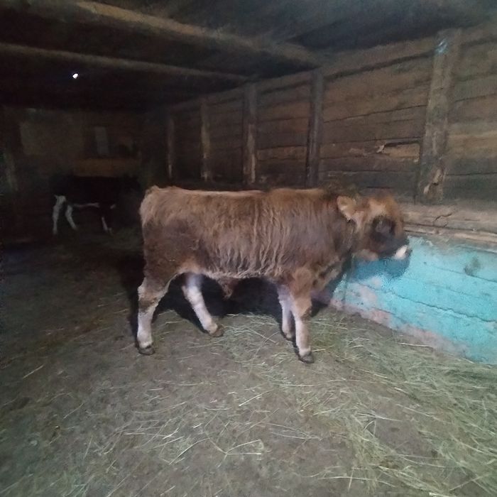 Vând un tăuras de 6 luni și o vițea de 5 luni