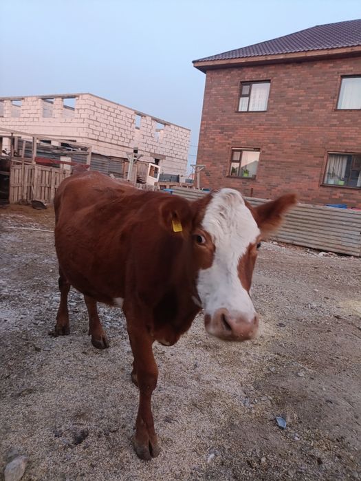 Сиыр сатылады 2 туған