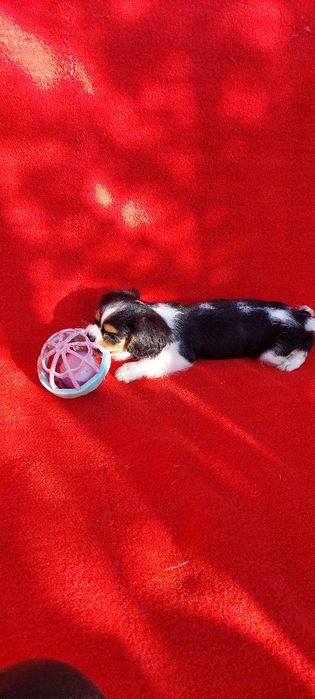 Кавалер кинг чарлз шпаньол.