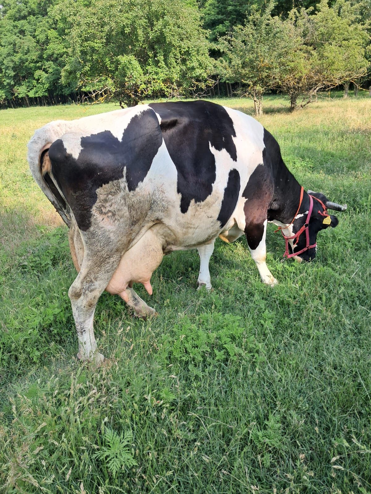 De vânzare vaca  fătată recent