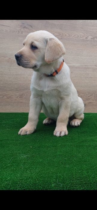 Donăm labrador auriu