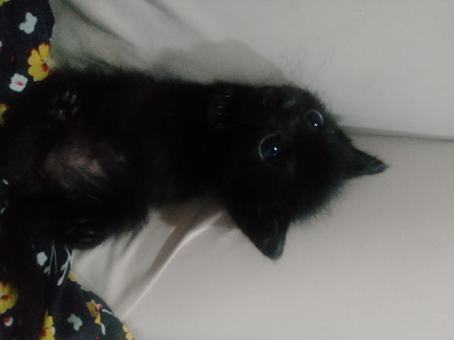 Кошечки маленькие