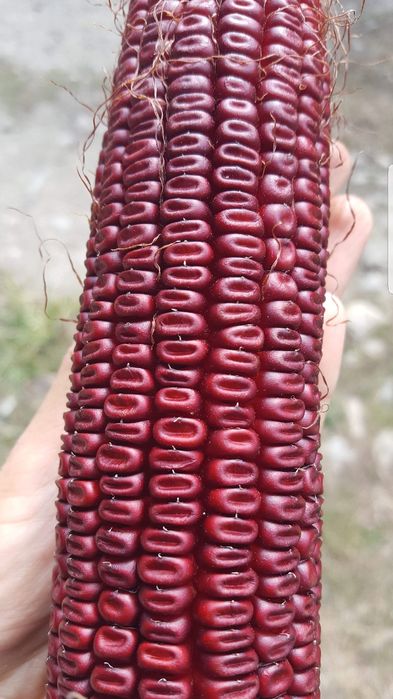 Porumb rosu porumbei