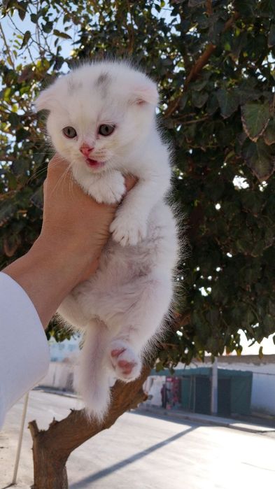 Шотландский вислоухий мушук болалари