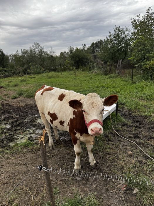 Vand vaca si 2 junici