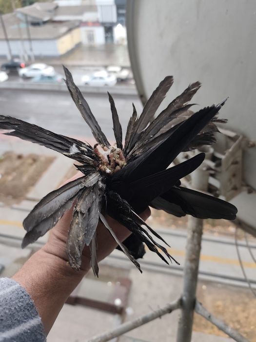 Продается голубка