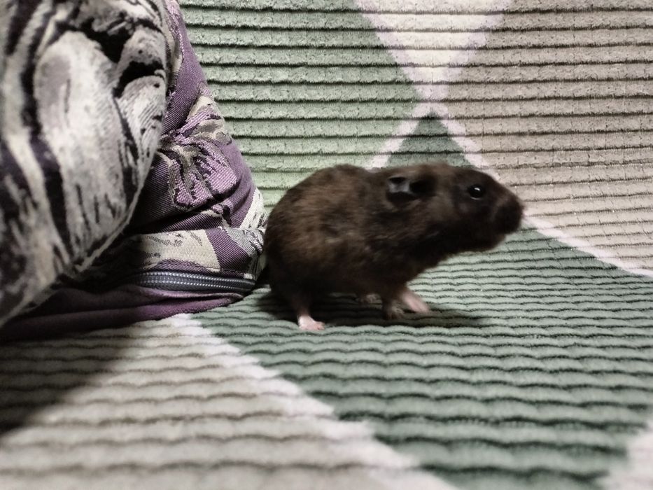 Продам Сирийского хомяка вместе с клеткой. Возраст 1 год.