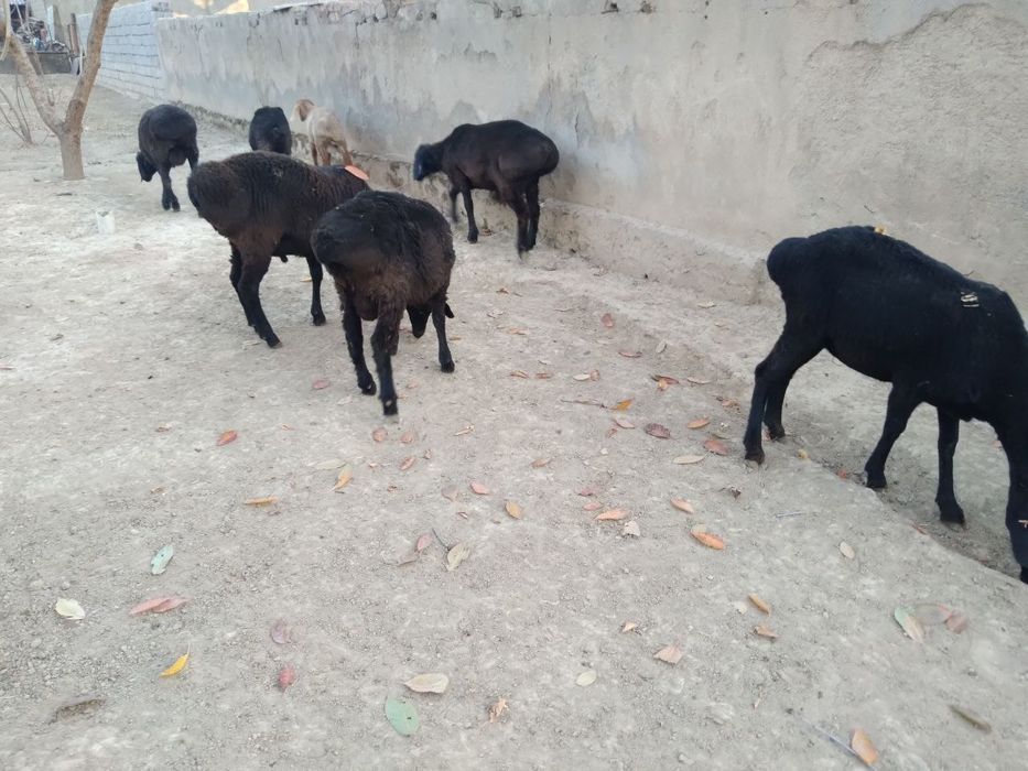 Qõchqorlar sotiladi