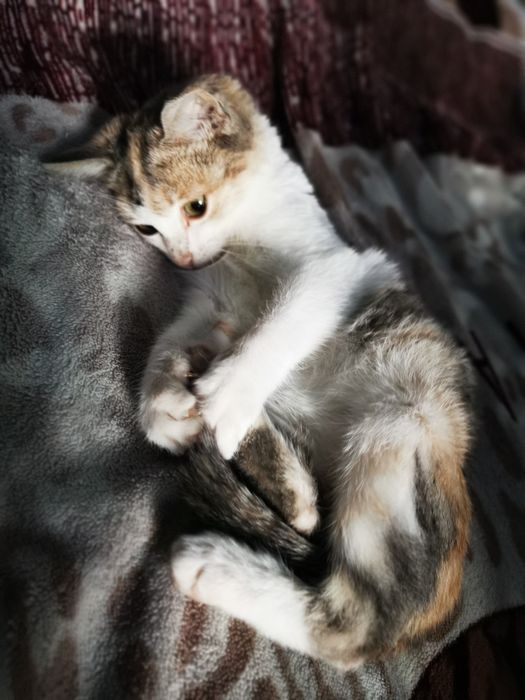 Котенок (девочка)