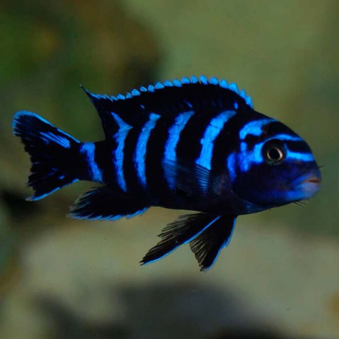 аквариумные рыбки