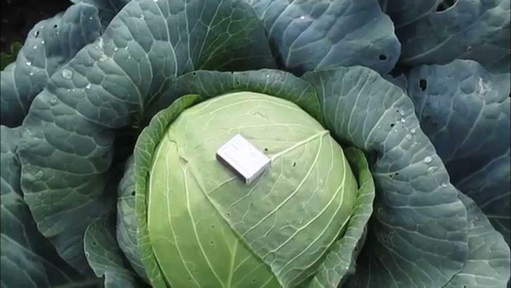 Продам капусту мегатон качвны он 1 кг до 12кг