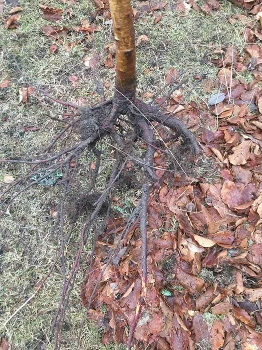 Здравейте предлагаме високо качествени дръвчета липа бреза Явор ясен