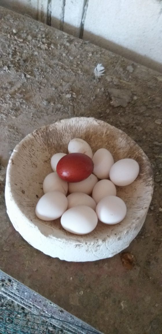 Oua găini marans