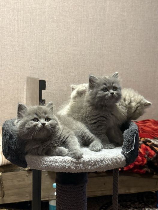 Крупные котята готовы к переезду