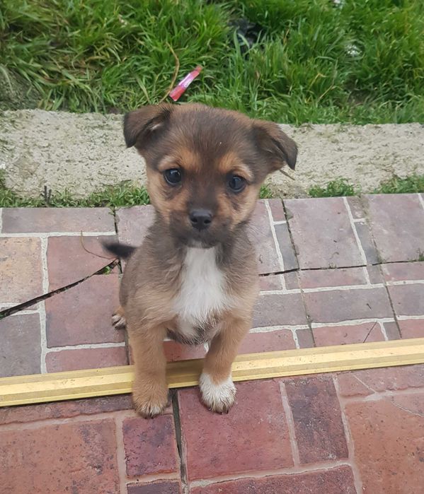 Donez cățelușă talie mică