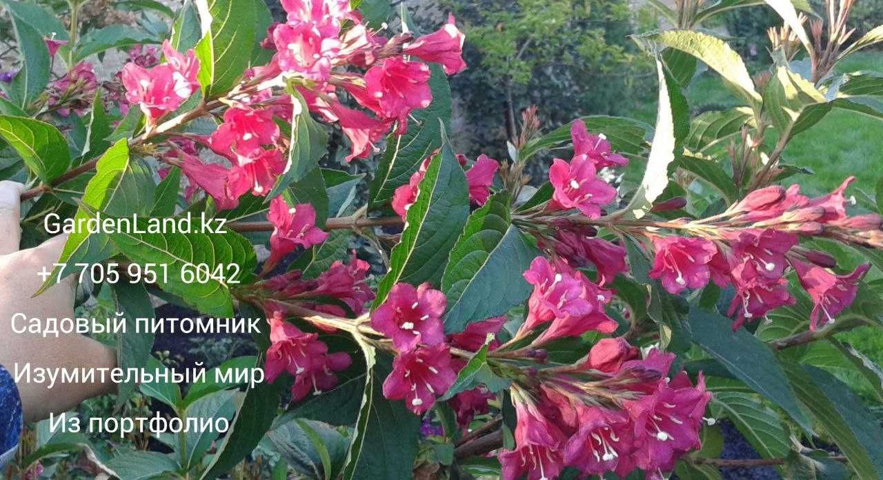 из питомника  долго цветущие и кустарники  с декоративной листвой
