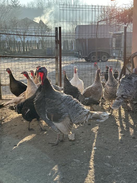 Curci si curcani romanesti/de tara