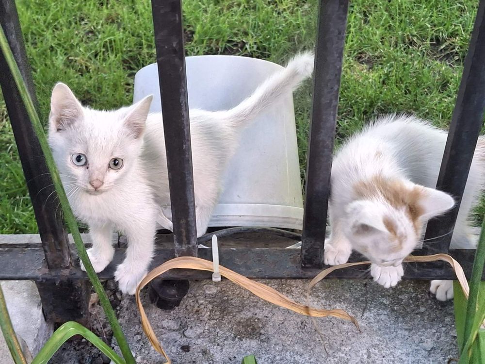 Две малки котета търсят дом