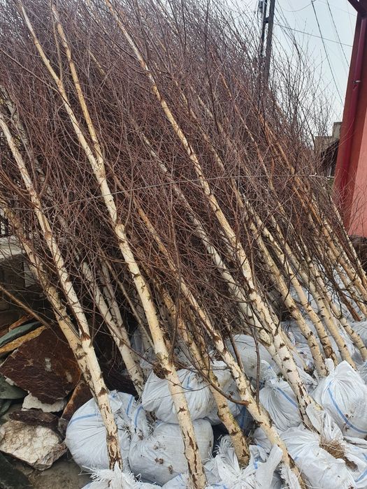 Mesteacăn betula pentru umbră