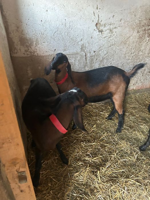 Vând capre Anglo Nubiane