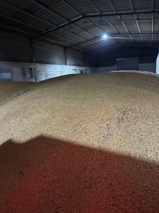 Vand porumb productie 2025