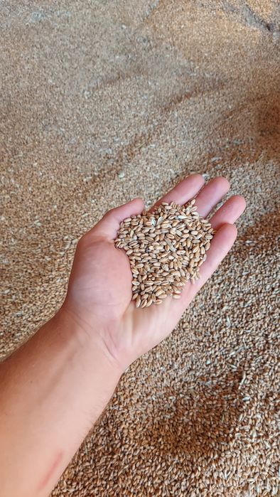 Vand Grâu recoltă 2025