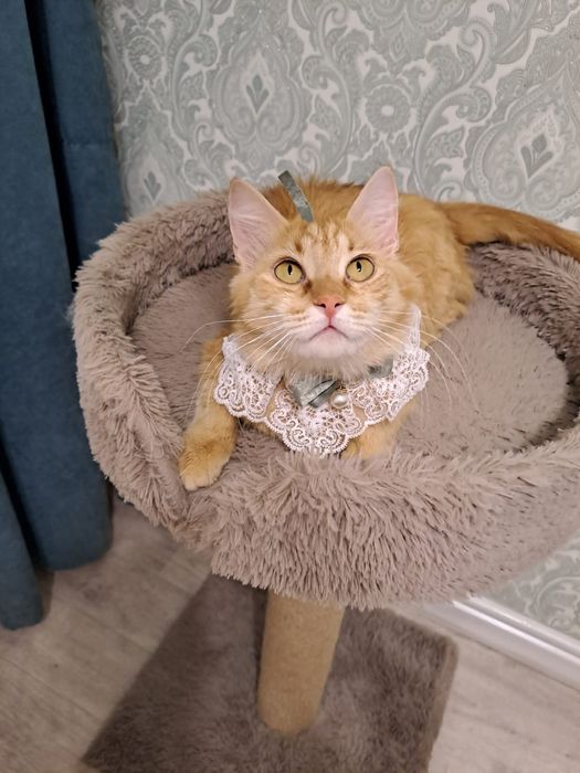 ОТДАМ КОШКУ в добрые руки