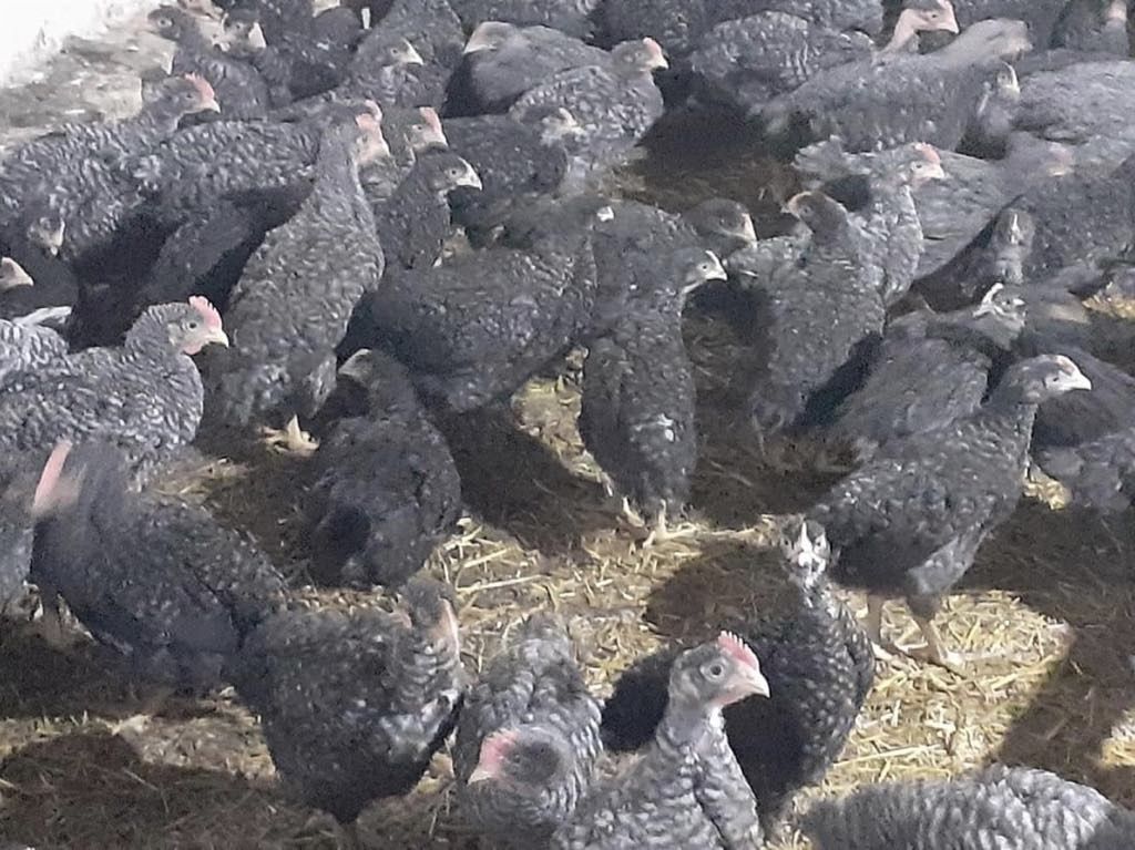 Vând pui Alb și pui rasă mixtă