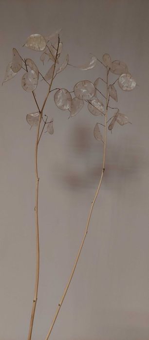 Vand  planta uscata  si seminte  Argintii lui Iuda  Lunaria Annua