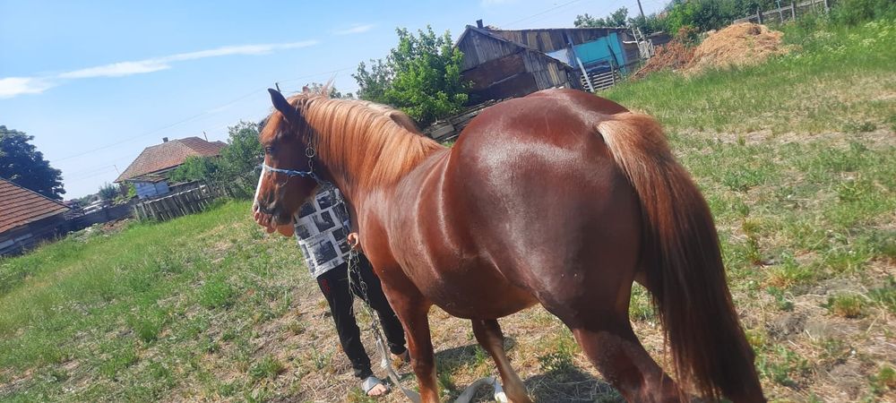 Vând mânz semi greu de 1an și 6luni este cuminte nu da cu piciorul