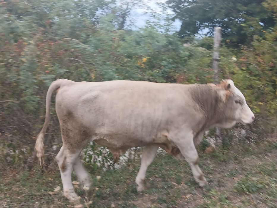 Taur de 10 luni.