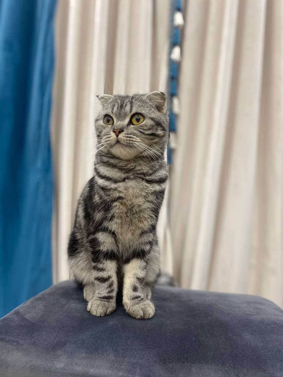 Mushuk scottish fold