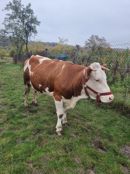 Baltata românească + vitel