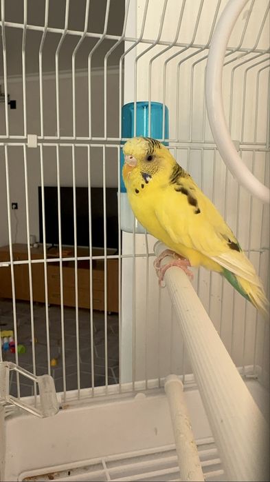 Волнистый попугай