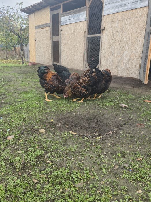 Wiandotte de vanzare