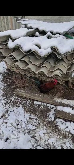 Vănd cocoși de găină sau de iopan