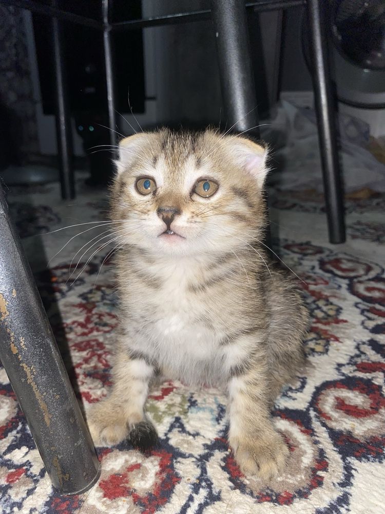 Parodali mushuklar juda aqlli uzi latogiga boradi