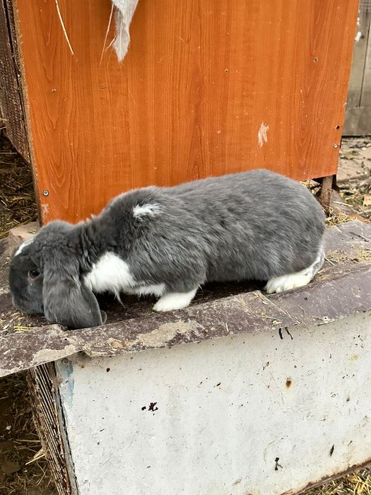 Disponibili o pereche berbec german