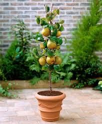 Pomi fructiferi columnari soiuri variate si premium