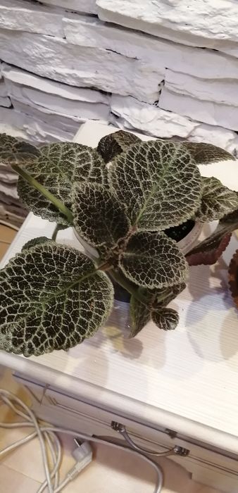 Продам два кустика эписции